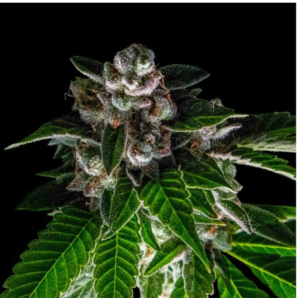 DNA_Genetics_Sorbet_Collection_Bakers_Delight_BDNA.101_4ghj-te.jpg