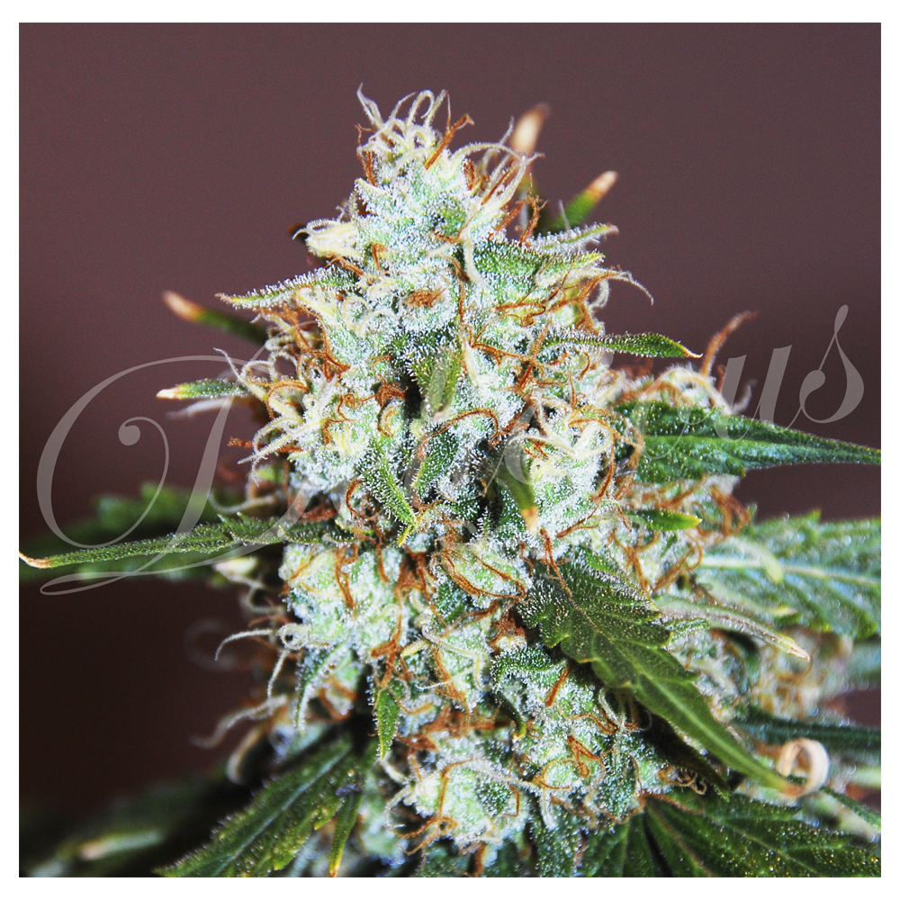 Delicious_Seeds_Critical_Neville_Haze_BDL.010.jpg