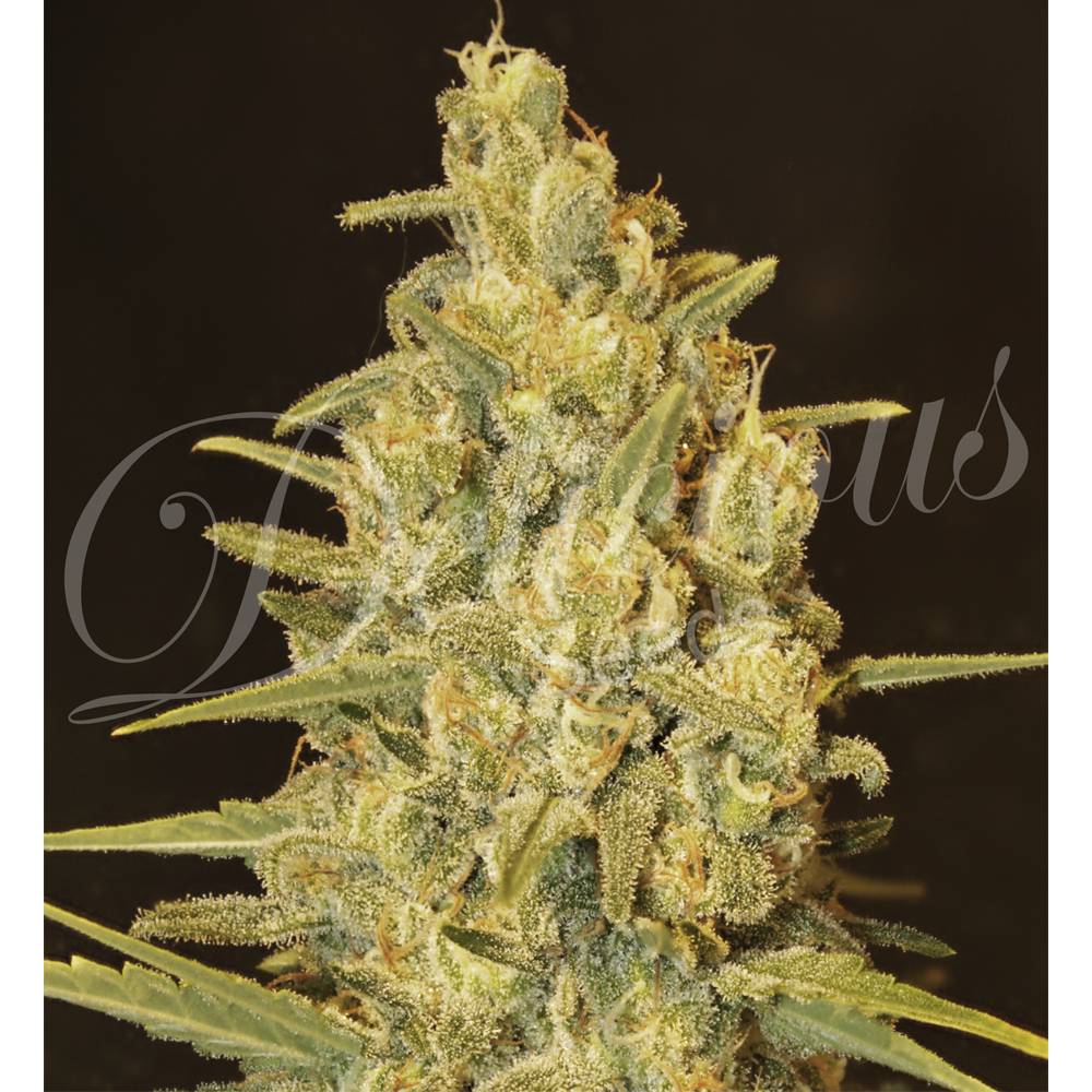 Delicious_Seeds_Critical_Sensi_Star_BDL.018_d76b-04.jpg