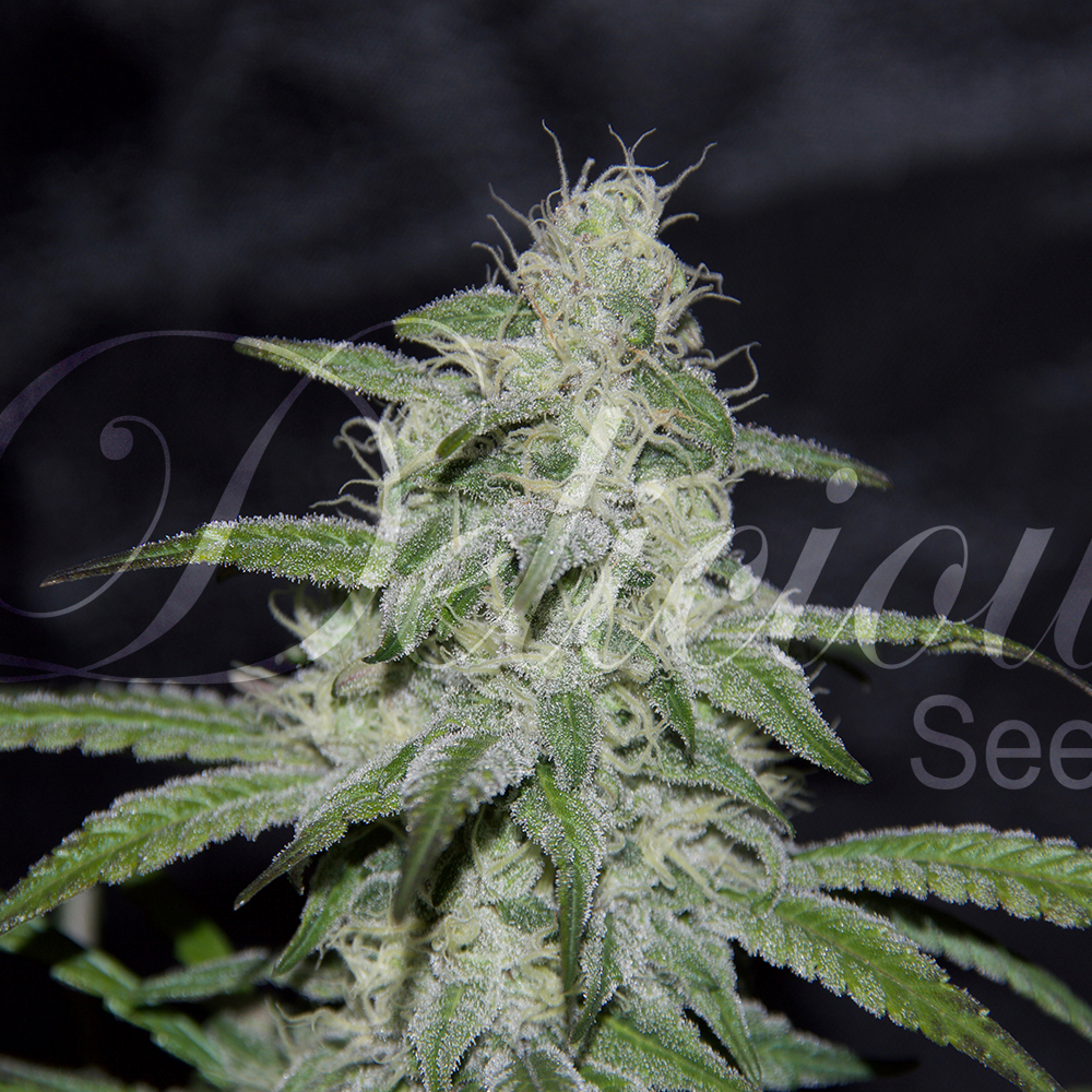 Delicious_Seeds_Marmalate_Regular_BDL.064-7R.jpg