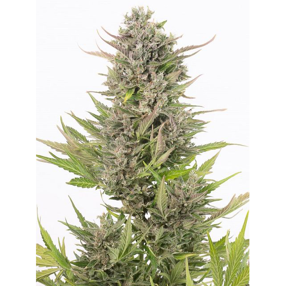 Dinafem_Seeds_Critical___Auto_CBD_BDIF.076.jpg