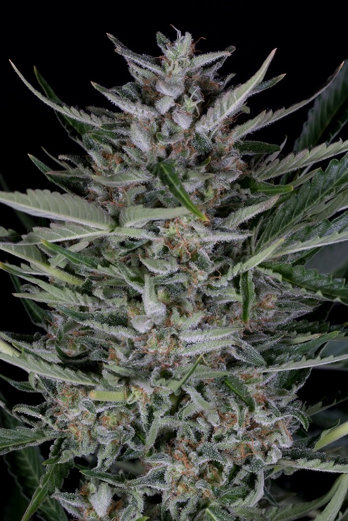 Dinafem_Seeds_Gorilla_Auto_BDIF.149.jpg