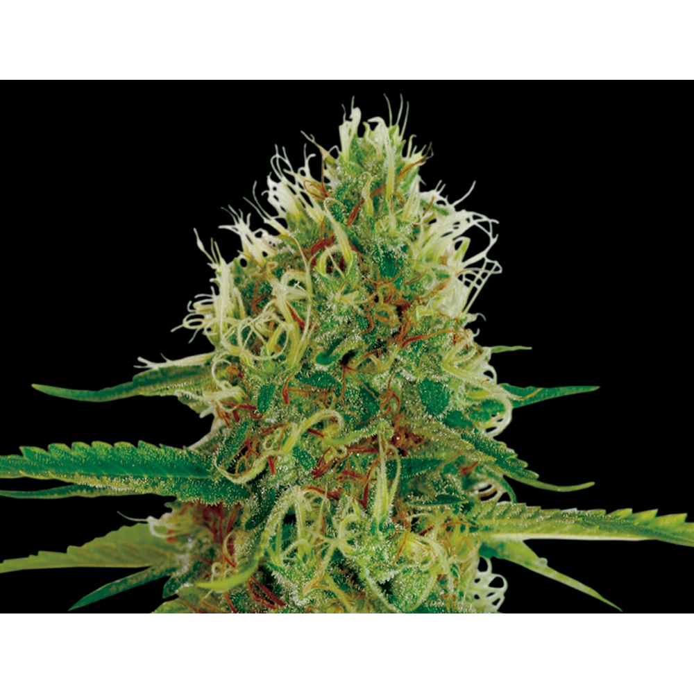 Exclusive_Seeds_Amnesia_BES.010_t86f-yo.jpg