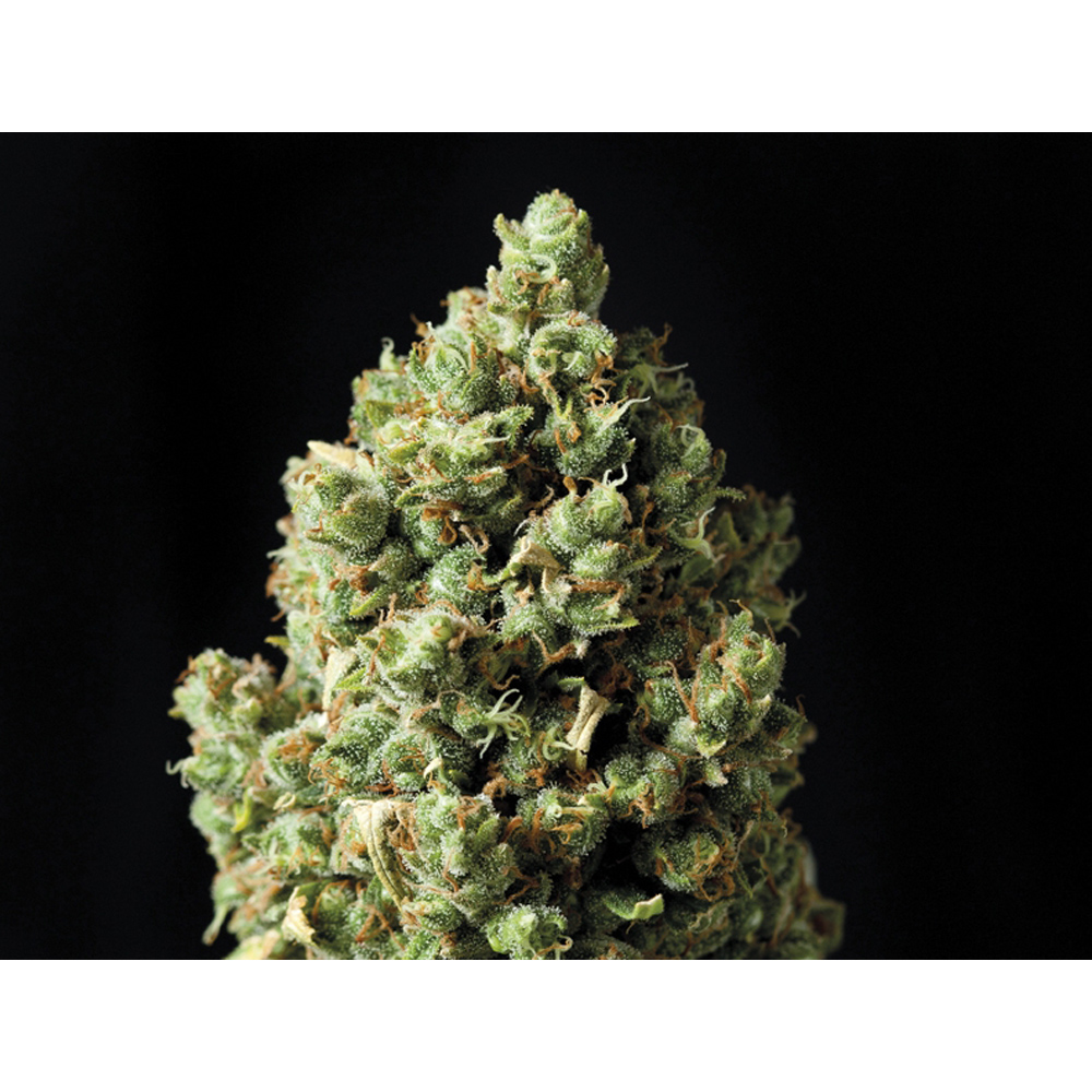 Exclusive_Seeds_Auto_Critical_BES.012_cv0u-qz.jpg