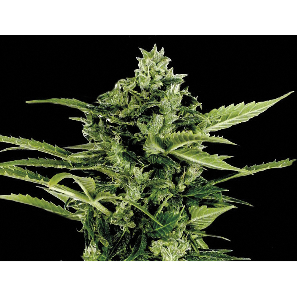 Exclusive_Seeds_Auto_Mandarina_BES.013_p07a-yg.jpg