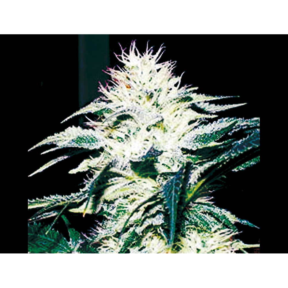 Exclusive_Seeds_Doble_W_BES.004_wr7t-9i.jpg