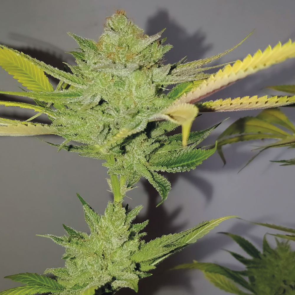 Exclusive_Seeds_Dr_Lemon_OG_BES.021.jpg