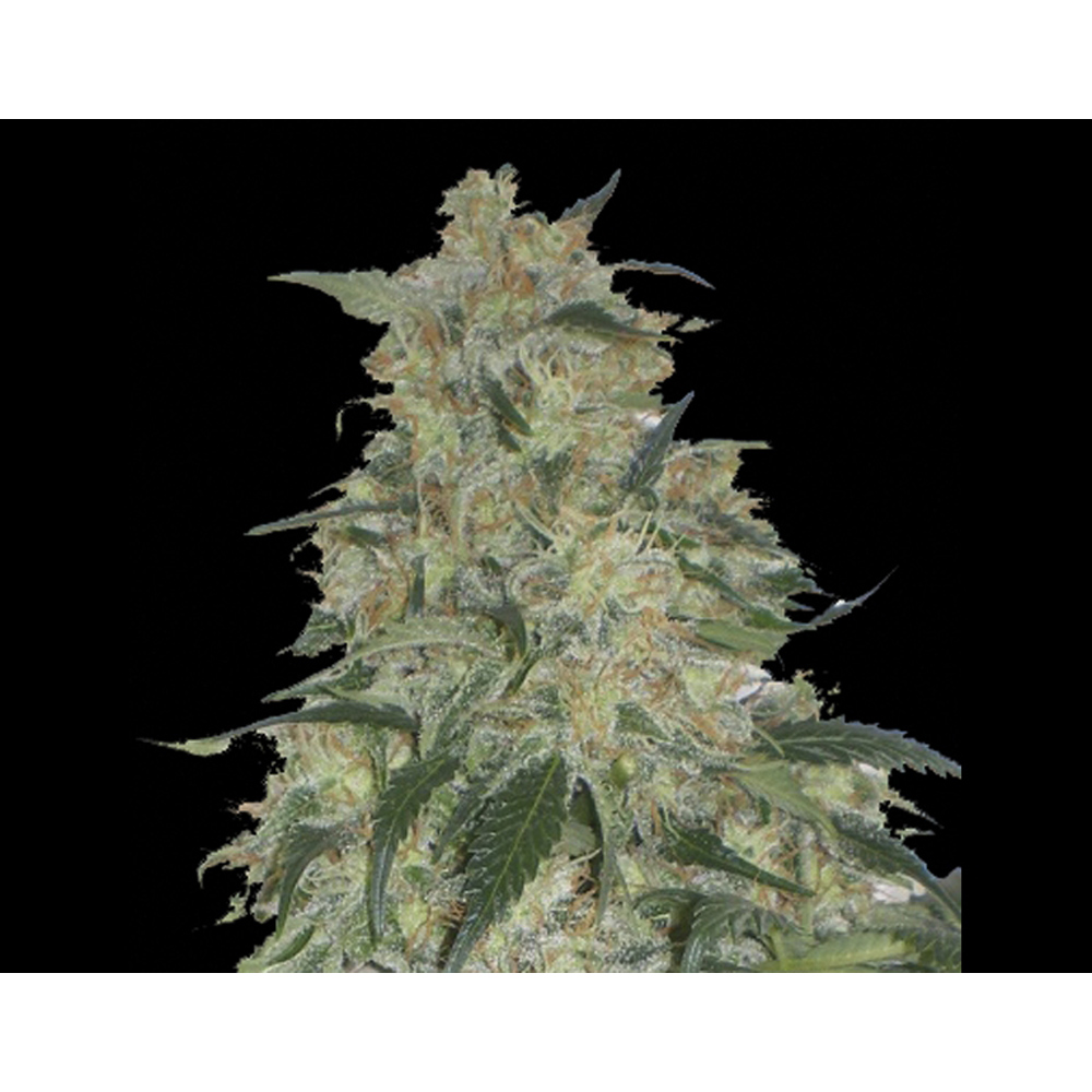 Exclusive_Seeds_Limon_Haze_BES.008_gk6x-63.jpg