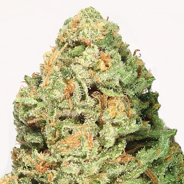 HeavyWeight_Seeds_Fruit_Punch_BHW.006_ghp6-p7.jpg