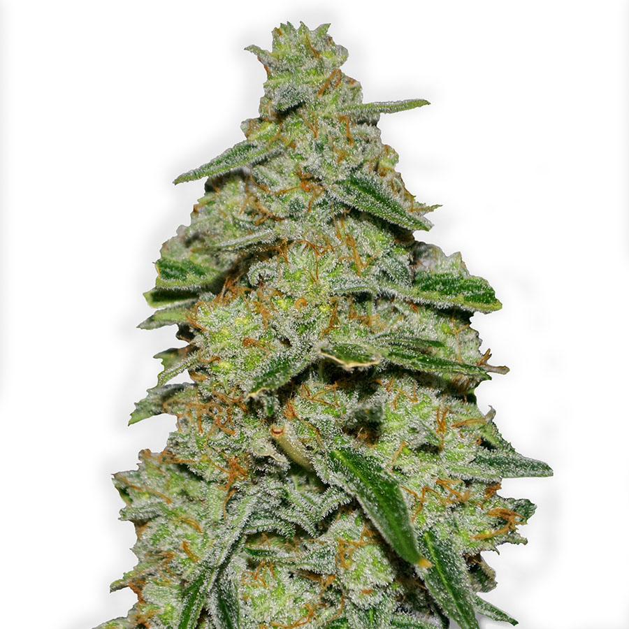 HeavyWeight_Seeds_Lemon_Cake_BHW.009_rysf-gr.jpg