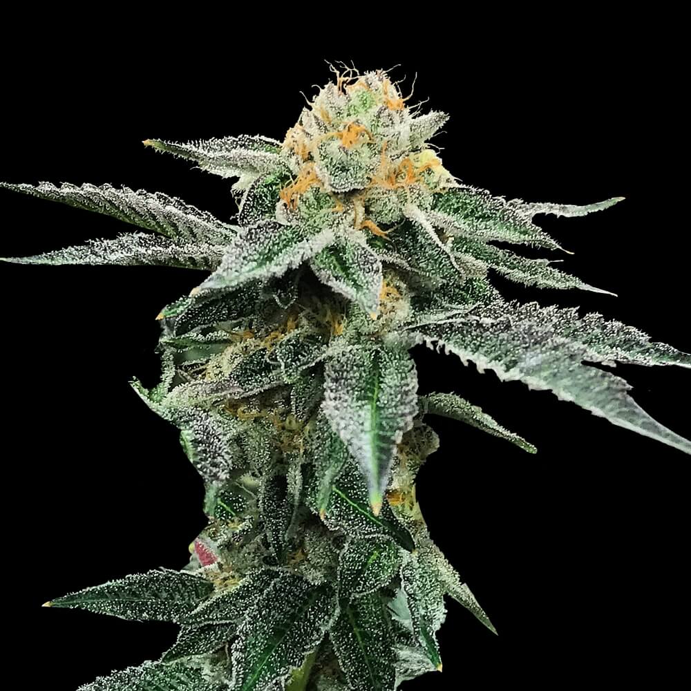 Kosher_Cookies_3_fem_BDNA.095-3F_fnre-c5.jpg