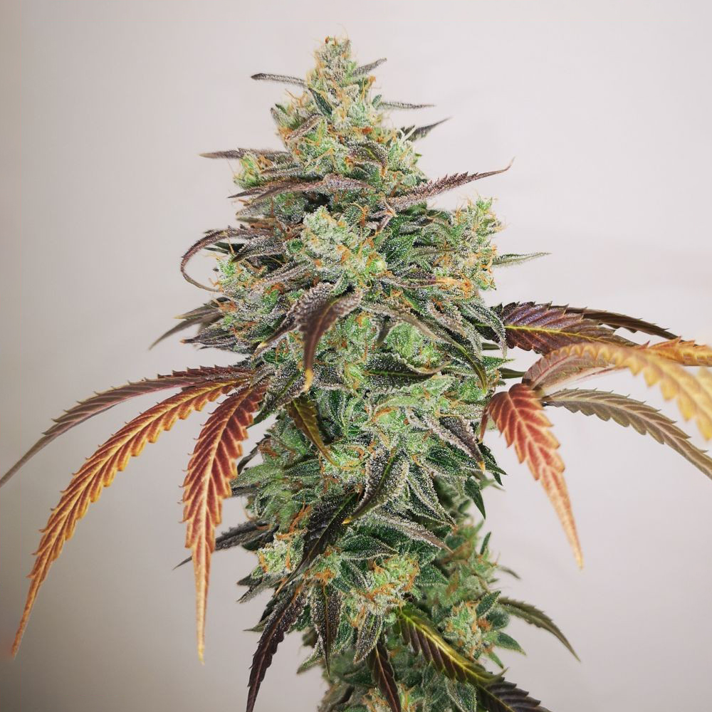MedicalSeeds_Y_Griega_CBD_2.0_3_fem_BMED.032-3F.jpg