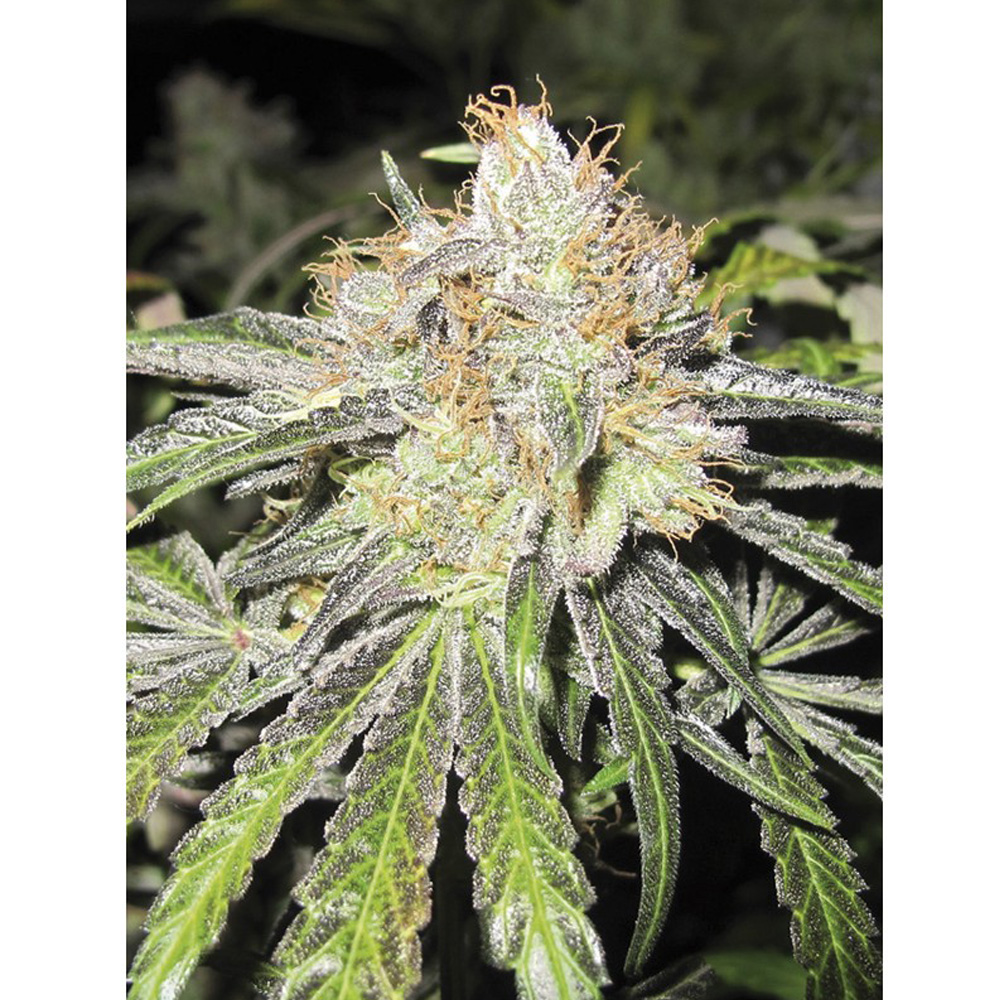 Medical_Seeds_Deep_Neville_BMED.016.jpg
