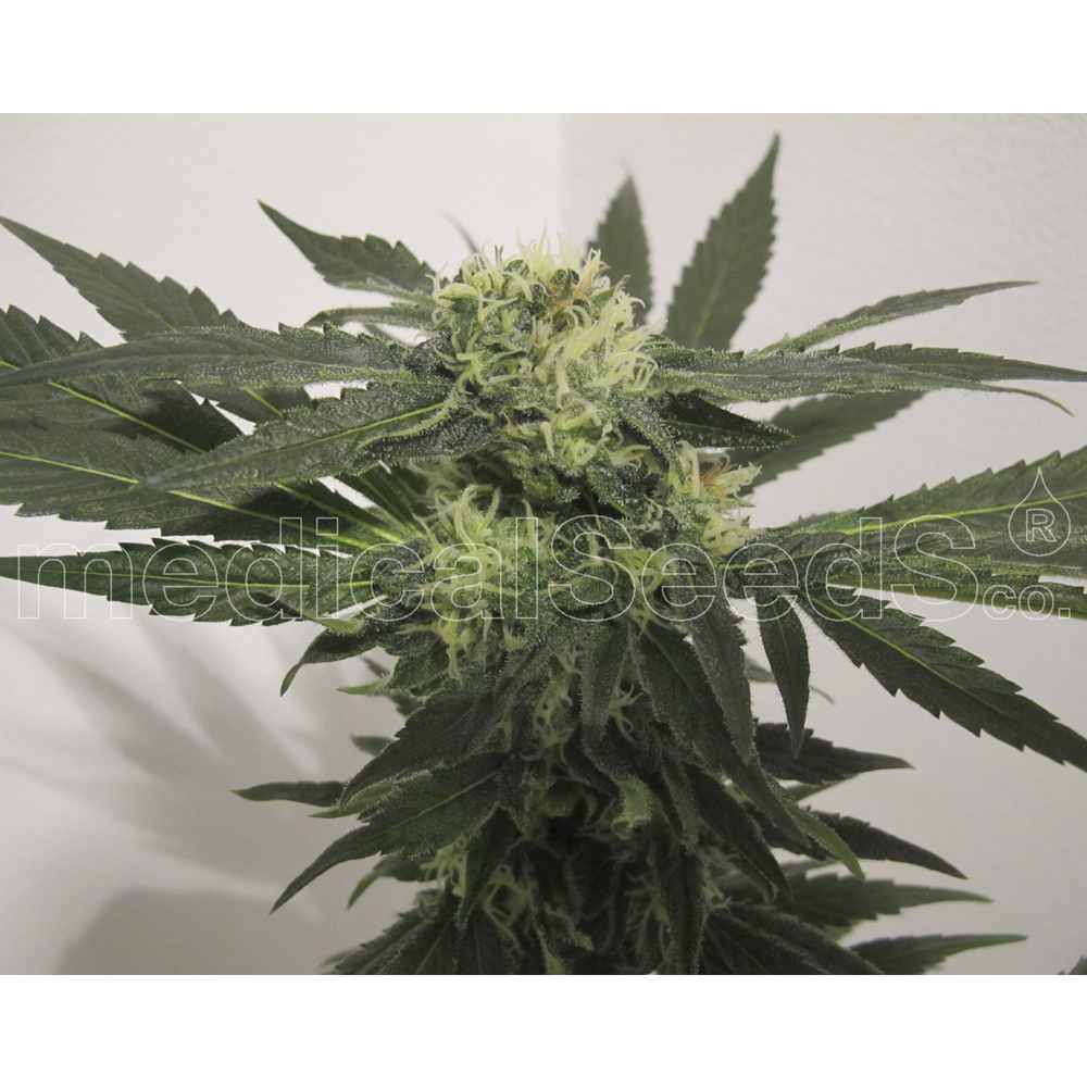 Medical_Seeds_Y_Griega_CBD_BMED.017.jpg