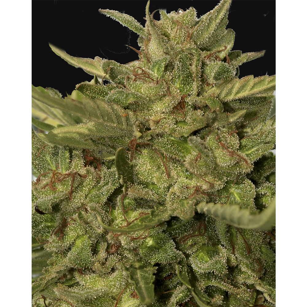 Mr_Hide_Seeds_Mr_California_Pearl_BMH.006_sse4-a9.jpg