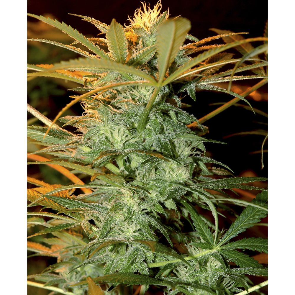 Mr_Hide_Seeds_Mr_Kritical_Mass_BMH.004_xbzk-kx.jpg