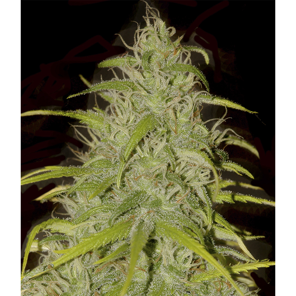 Mr_Hide_Seeds_Mr_Sweet_Mass_BMH.002_7du4-9f.jpg