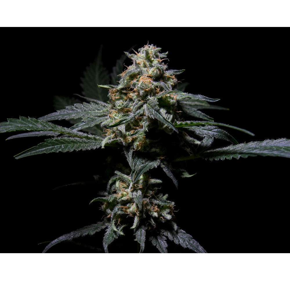 R-Kiem_Seeds_R-Kiem_BRS.003.jpg