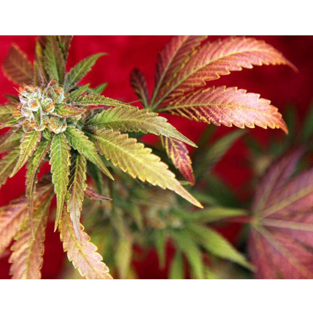 Reggae_Seeds_Guayaca_BRG.013.jpg