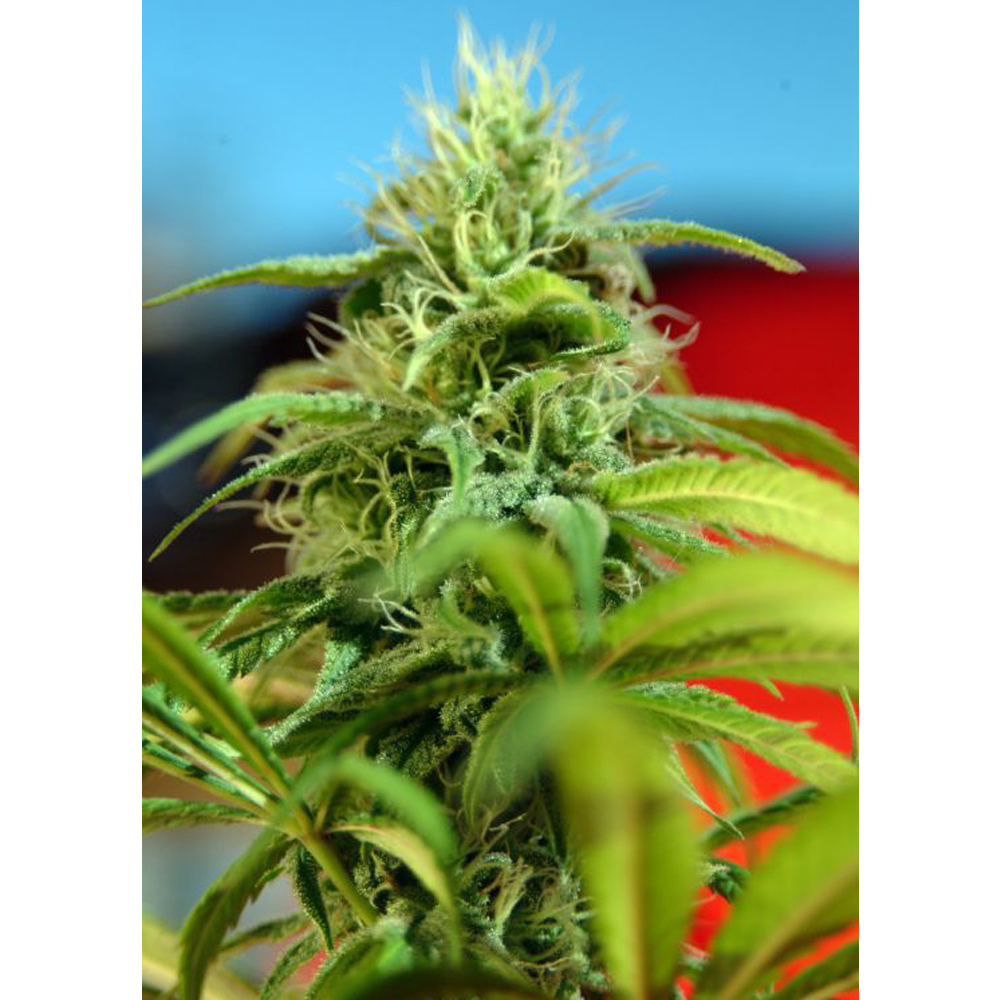 Reggae_Seeds_Roots_BRG.011.jpg