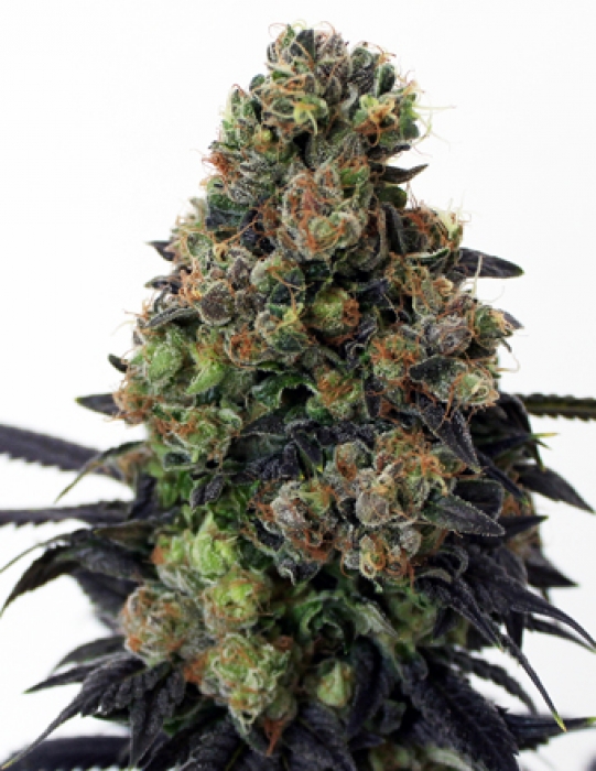 Ripper_Seeds_Acid_Dough_BRP.014_t5p4-zf.jpg