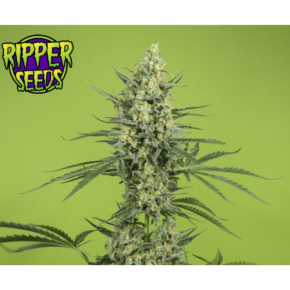 Ripper_Seeds_Criminal__BRP.002.jpg