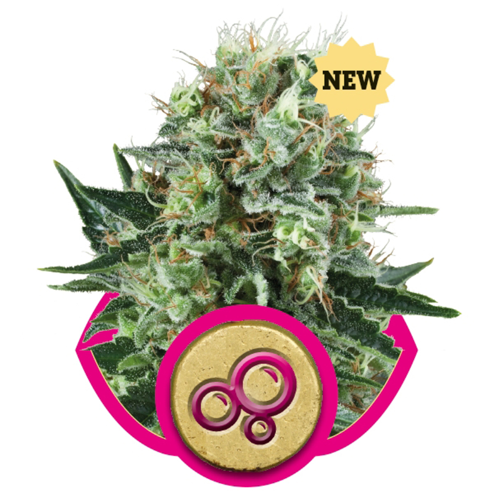 Royal_Queen_Seeds_Bubble_Kush_BRQ.041_s1hf-v3.jpg