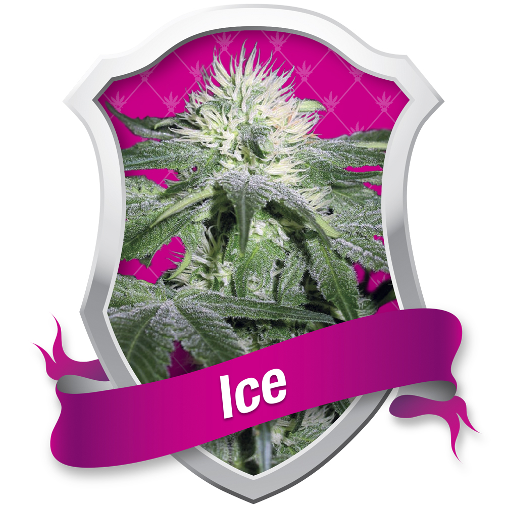 Royal_Queen_Seeds_Ice_BRQ.001_6phk-yf.jpg