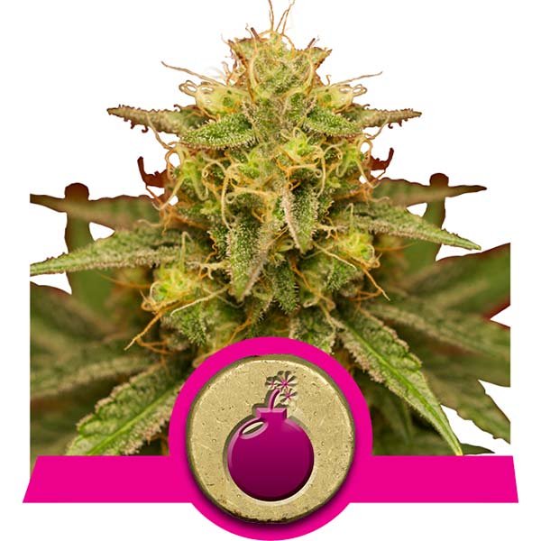 Royal_Queen_Seeds_Royal_Domina_BRQ.059_84z4-95_ebt4-kg_fkkq-dn.jpg