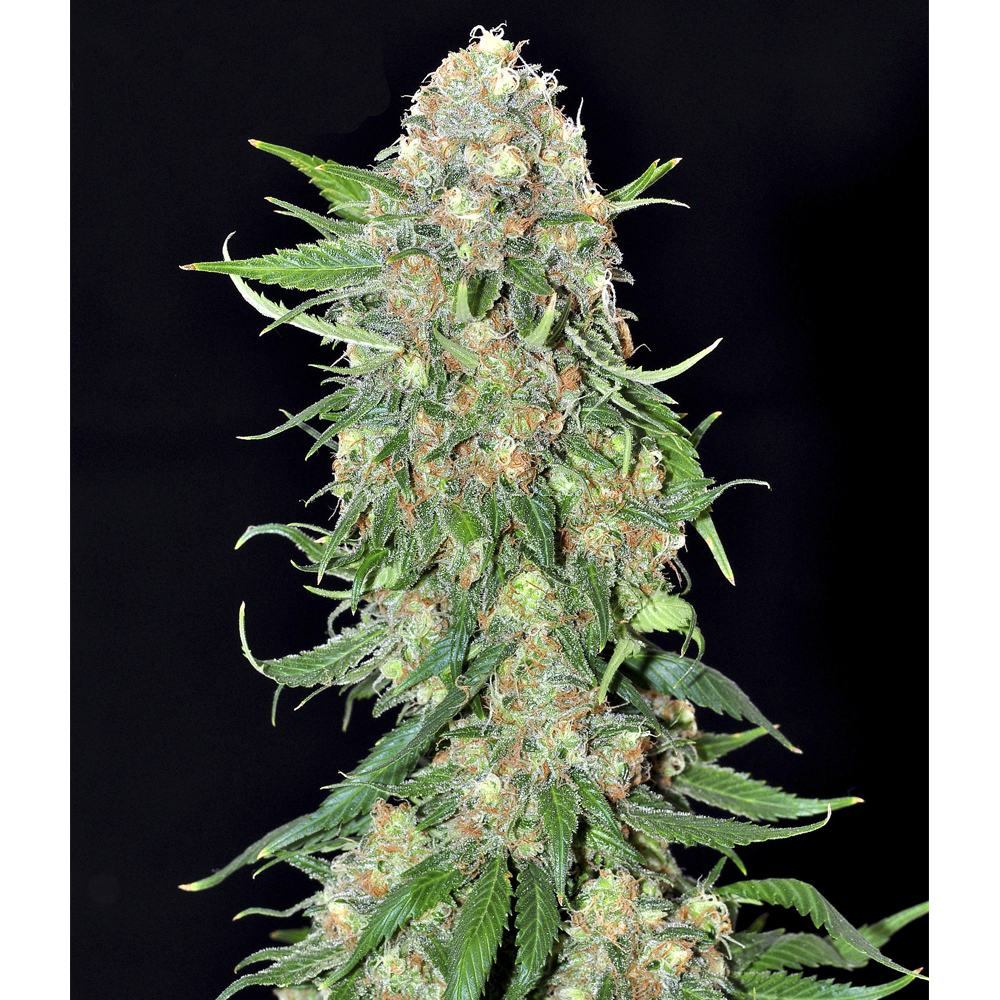 Samsara_Seeds_Punky_Lion_BSM.010_742z-pd.jpg