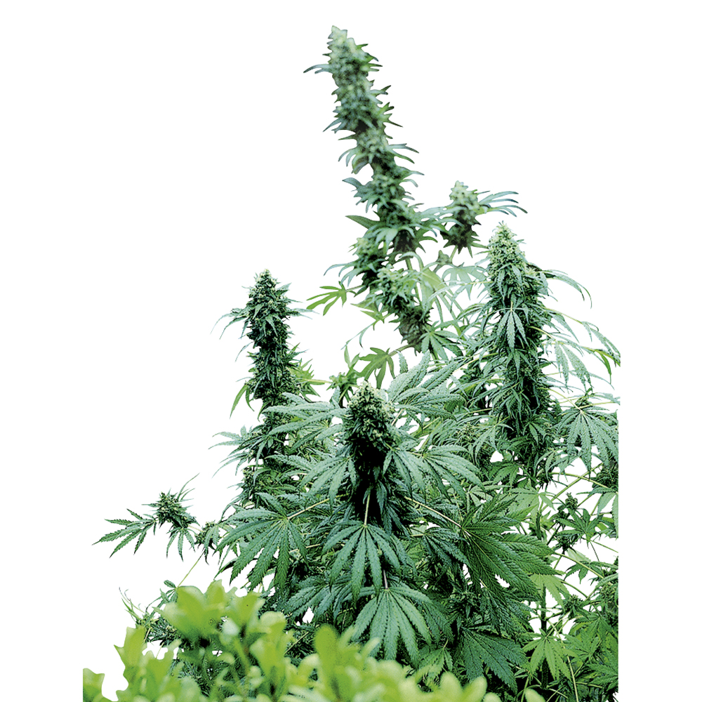 Sensi_Seeds_Early_Skunk_BSS.022_4ibu-yp.jpg