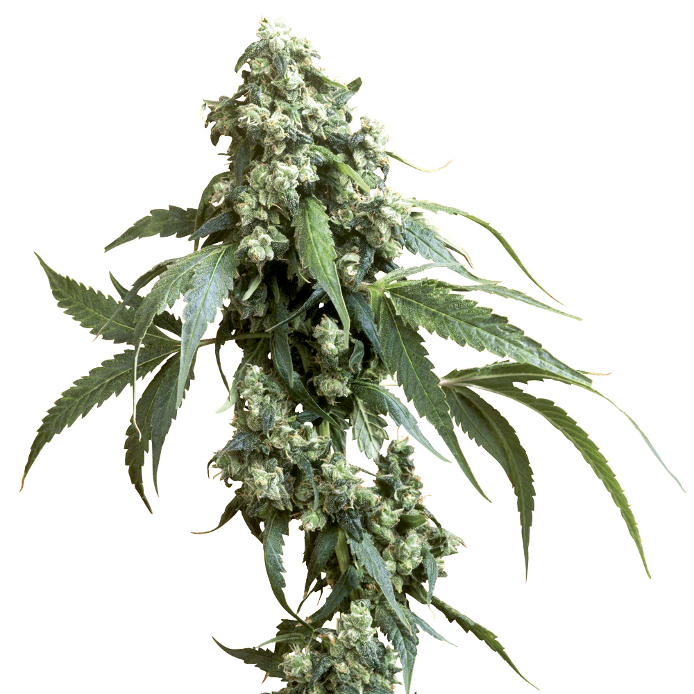 Sensi_Seeds_Jack_Flash5_BSS.031-1.jpg
