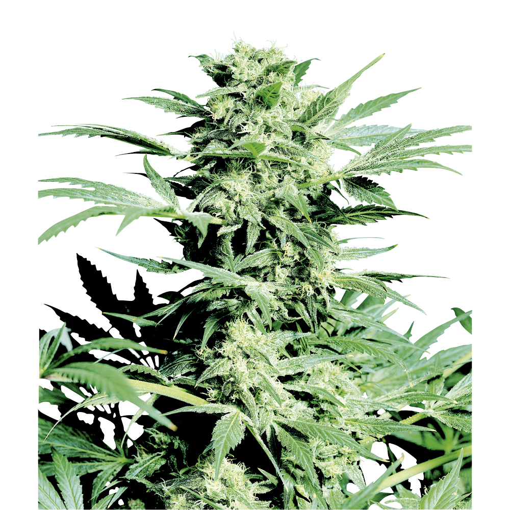 Sensi_Seeds_Shiva_Skunk_BSS.015.jpg