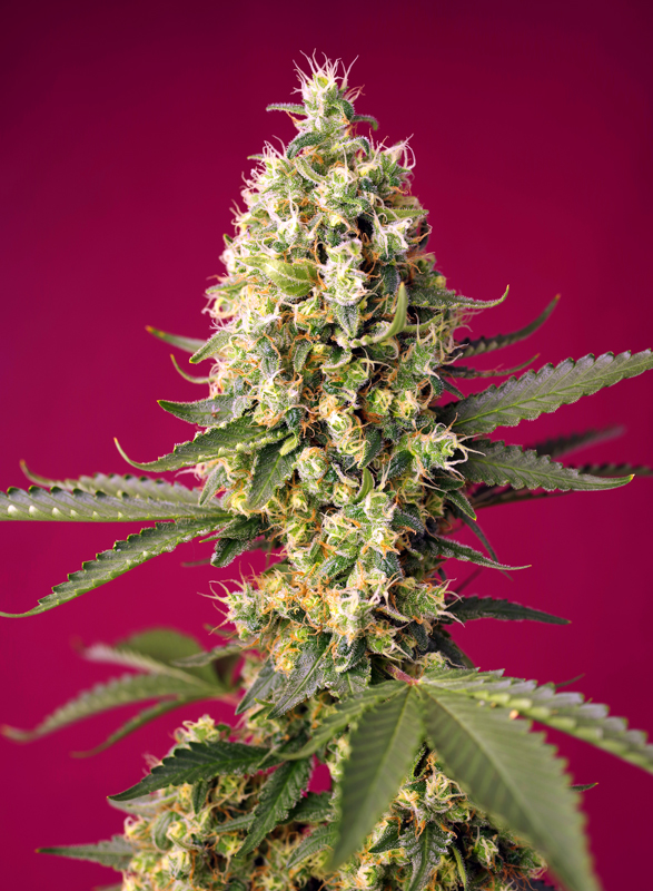Skywalker_OG_Runtz_XL_Auto_BSW.303-3AU_zqbh-78.jpg