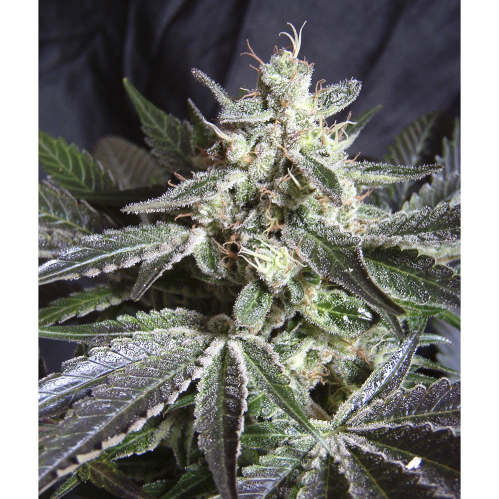 Sweet_Seeds_Black_Jack_Auto_BSW.024_yerb-8t.jpg
