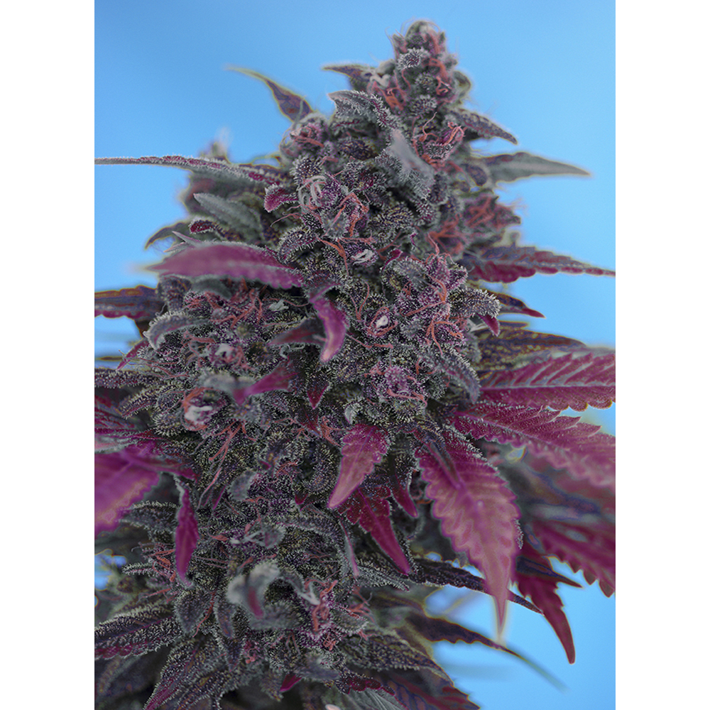 Sweet_Seeds_Dark_Devil_BSW.038.jpg