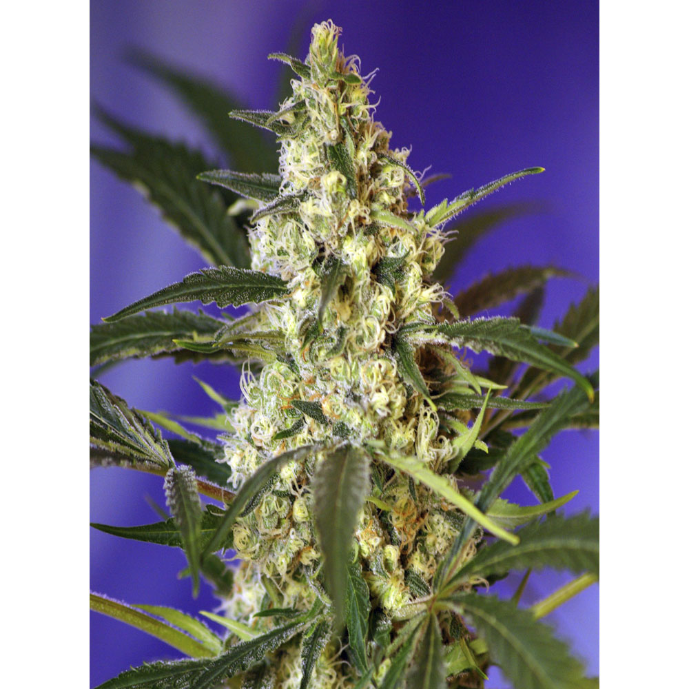 Sweet_Seeds_Fast_Bud2_BSW.011_mr16-b5.jpg