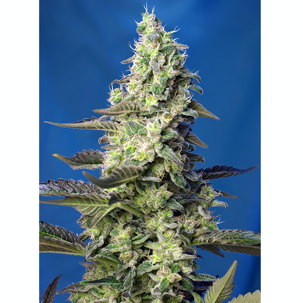 Sweet_Seeds_GREEN_POISON_XL_AUTO_BSW.072.jpg