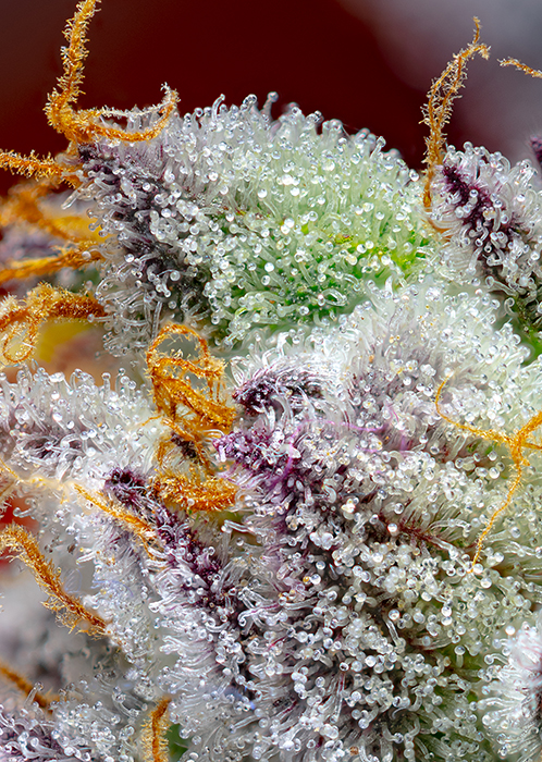 Sweet_Seeds_RED_GORILLA_GIRL_XL_AUTO_BSW.090.jpg