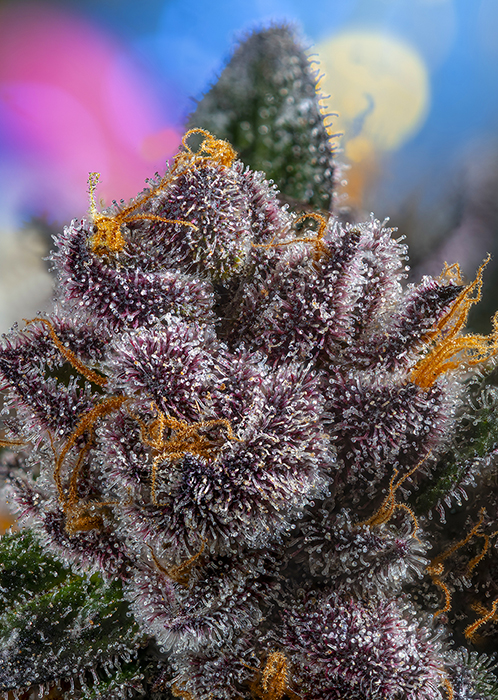 Sweet_Seeds_RED_STRAWBERRY_BANANA2_AUTO_BSW.093.jpg
