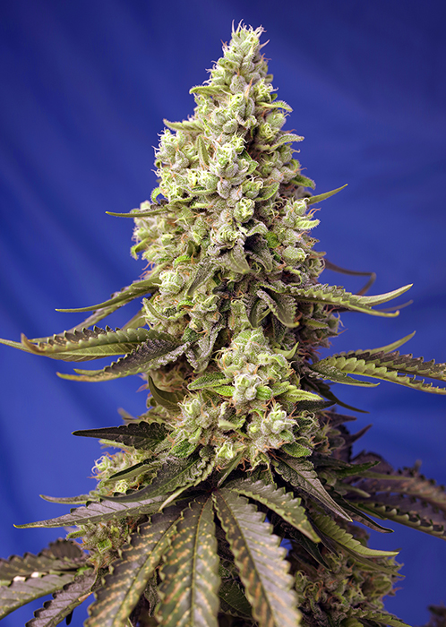 Sweet_Seeds_RUNTZ_XL_AUTO_BSW.089_19ih-bt.jpg
