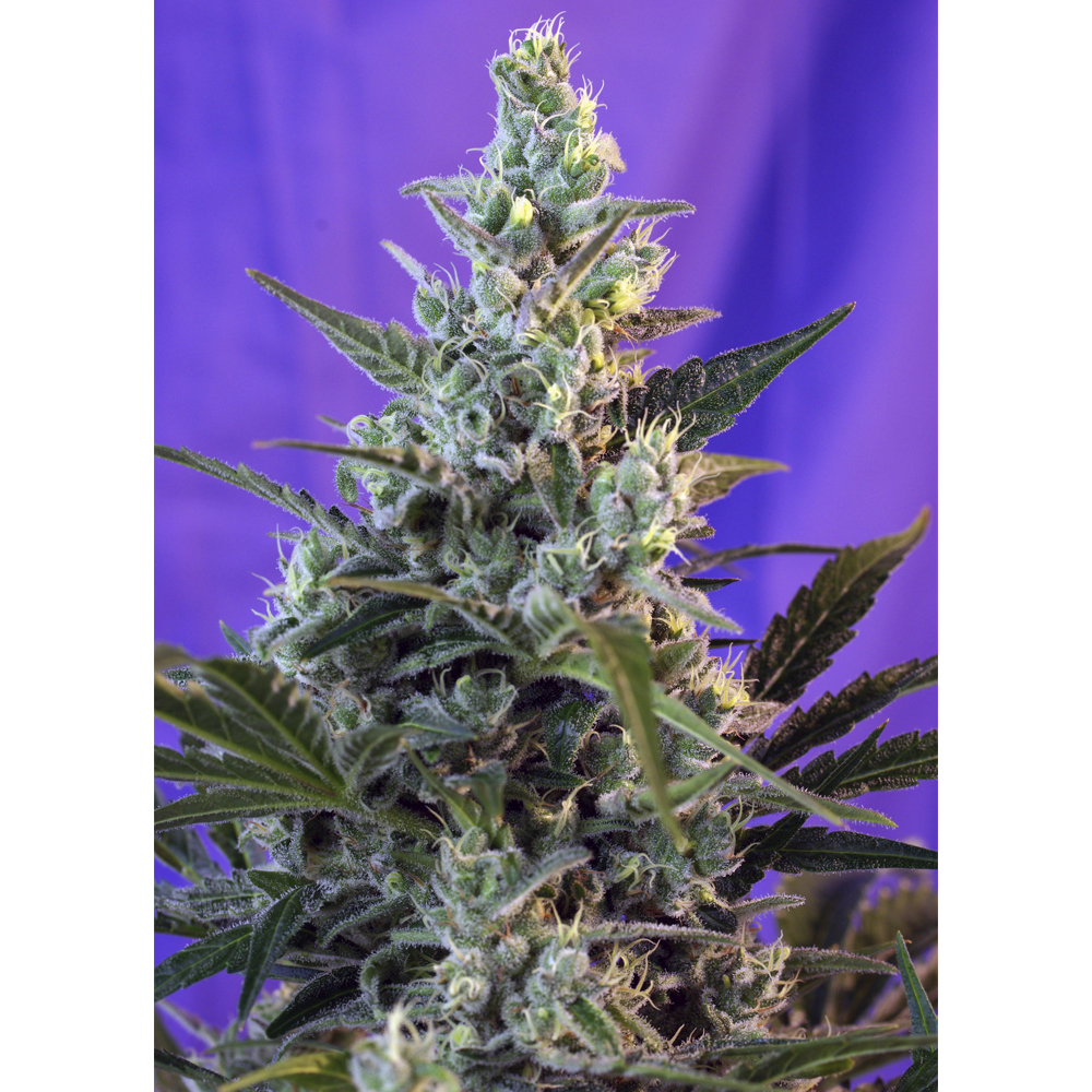 Sweet_Seeds_Sweet_Skunk_Auto_BSW.026_ztly-22.jpg
