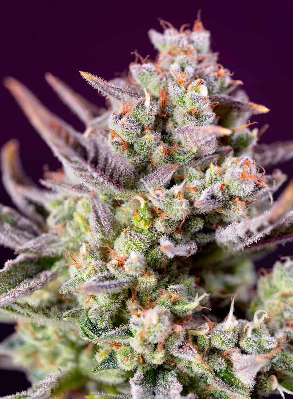 Sweet_Zenzation_XL_Auto_BSW.305-3AU_h7y7-ji.jpg
