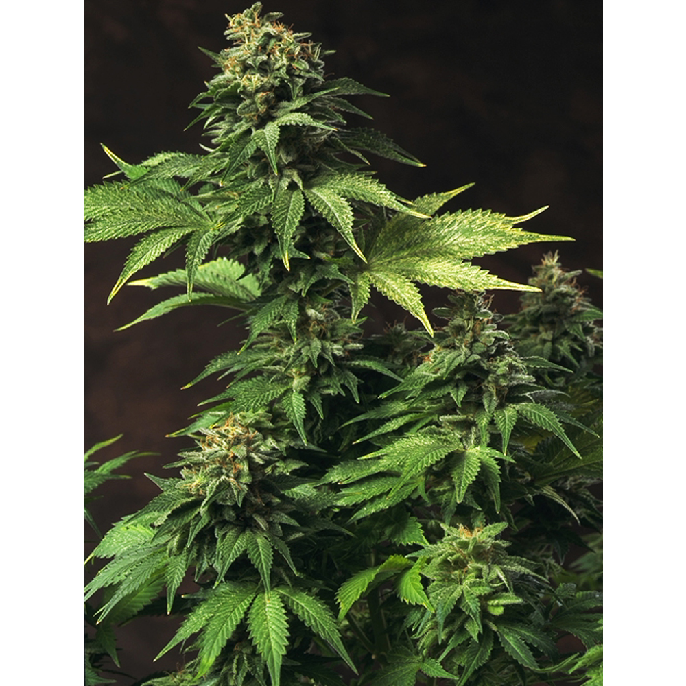 Th_Seeds_Akorm_Aka_BTH.007.jpg