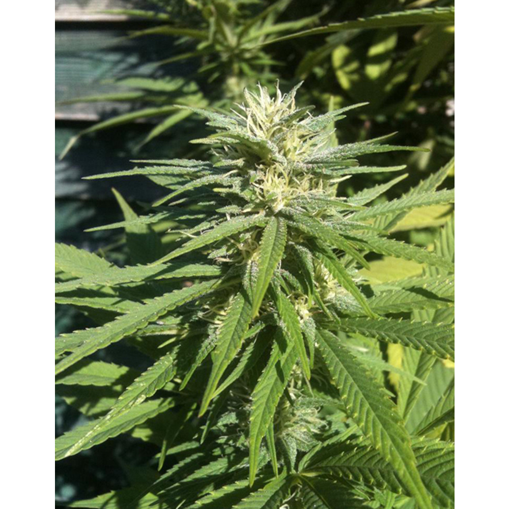Th_Seeds_Lambo_BTH.023.jpg