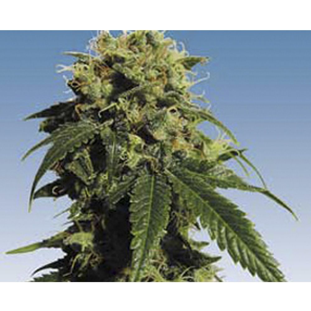 Th_Seeds_Mr_Bubble_BTH.005.jpg