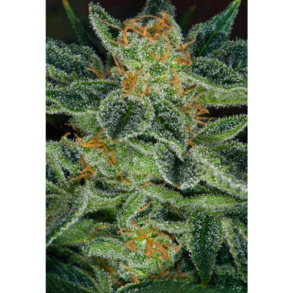 Th_Seeds_Skunk_XXX_BTH.012.jpg