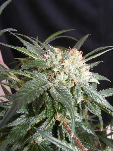 The_Kush_Brothers_MALIBU_Dark_side_X_Amnesia_BKB.004-1F.jpg