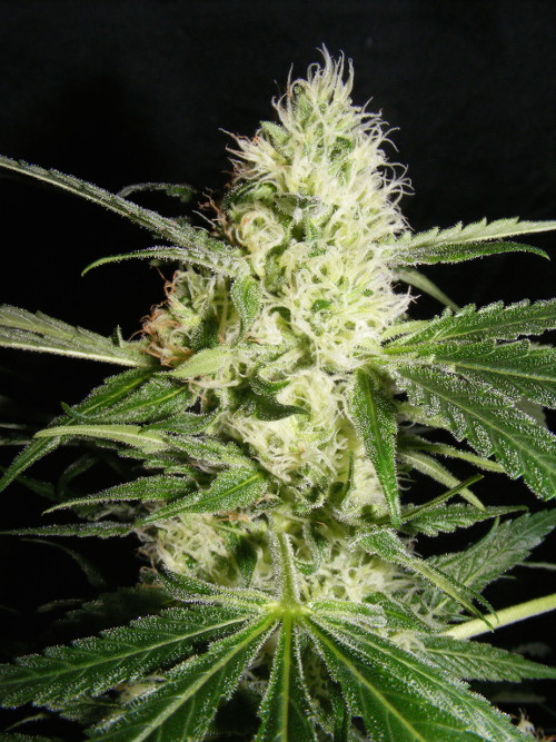 The_Kush_Brothers_Yellowstone_Dark_Side_X_Cheese_BKB.008-5F.jpg