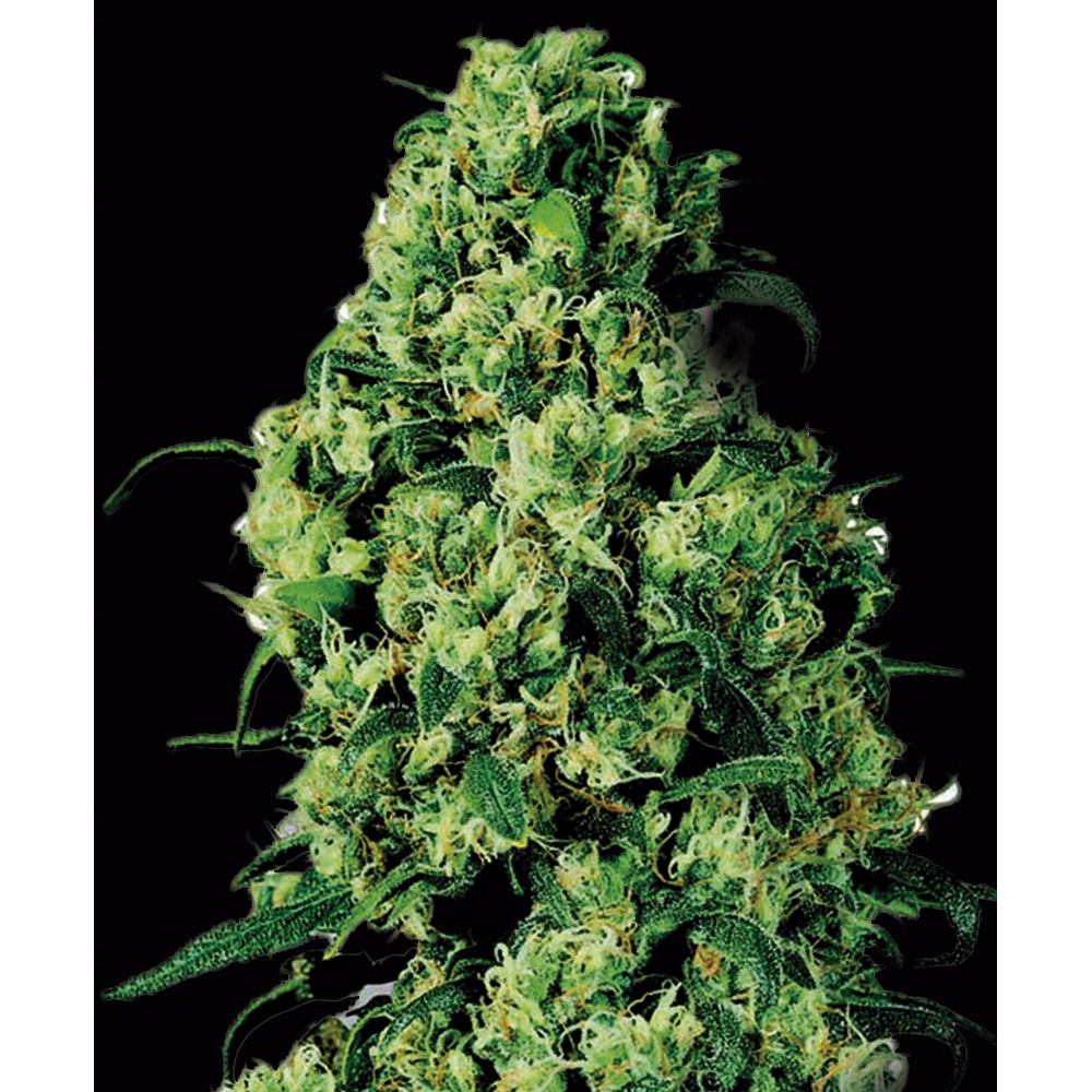 Vip_Seeds_Dulce_De_Leche_Auto_BVS.017_nl2y-sk.jpg